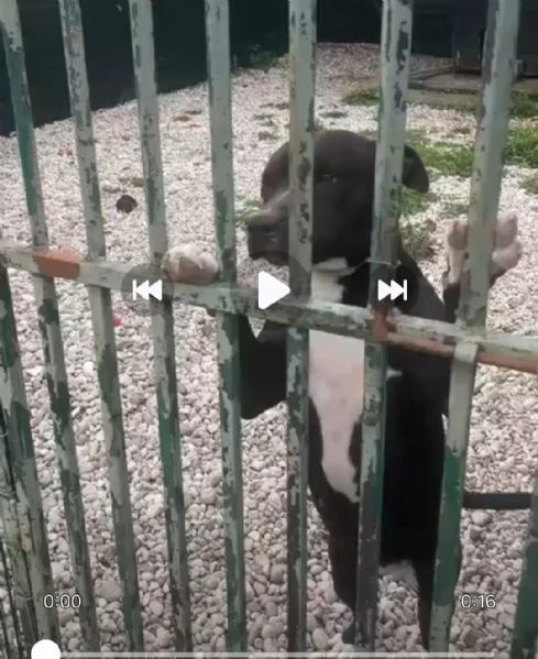 Simil Pitbull sui 6anni NON ESCE MAI DAL BOX.MANTOVA