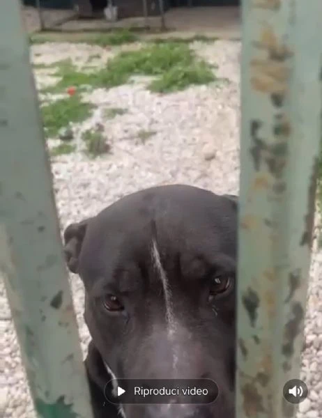 Simil Pitbull sui 6anni NON ESCE MAI DAL BOX.MANTOVA | Foto 2