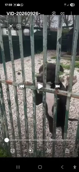 Simil Pitbull sui 6anni NON ESCE MAI DAL BOX.MANTOVA | Foto 1