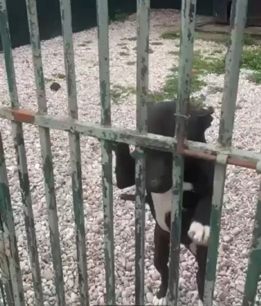 Simil Pitbull sui 6anni NON ESCE MAI DAL BOX.MANTOVA | Foto 0