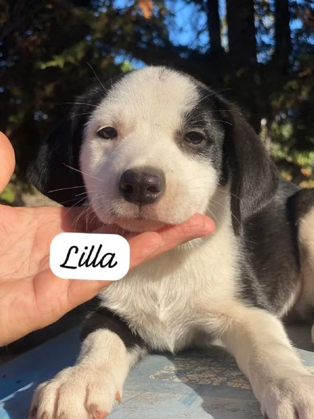 3cuccioli 3mesi tg media contenuta SOS PALERMO