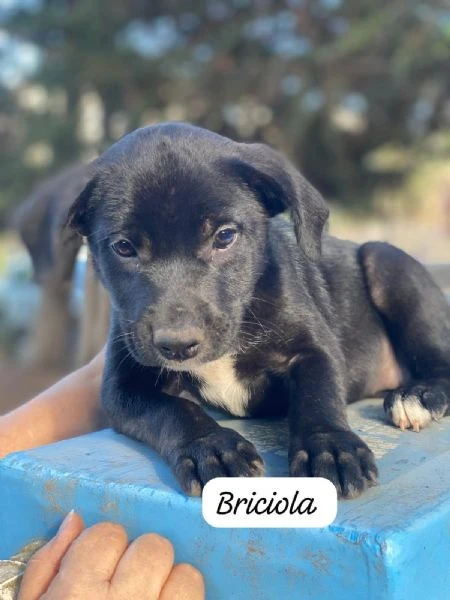 3cuccioli 3mesi tg media contenuta SOS PALERMO | Foto 0