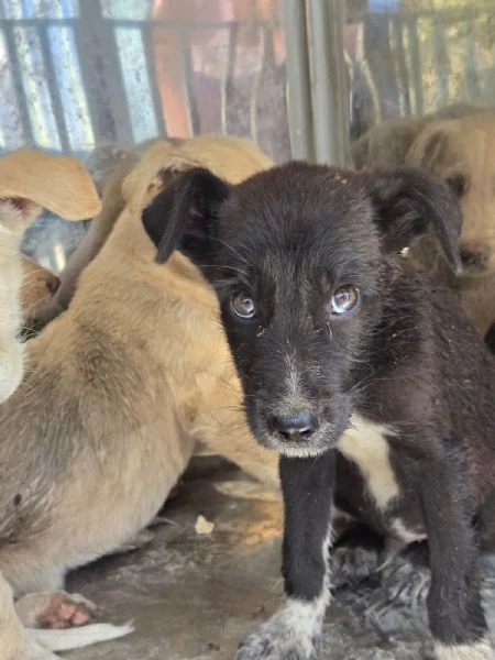 Cuccioli mollati come  spazzatura.  SOS RAGUSA