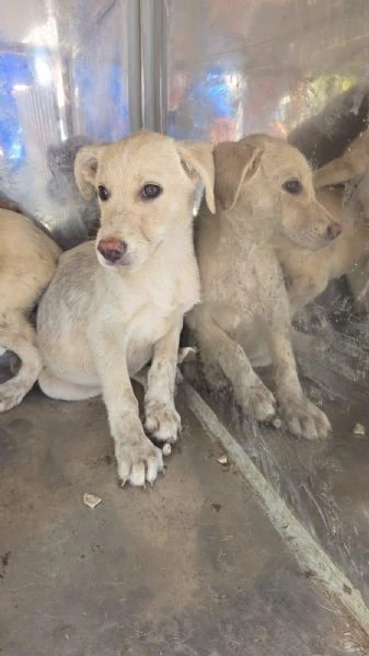 Cuccioli mollati come  spazzatura.  SOS RAGUSA | Foto 6