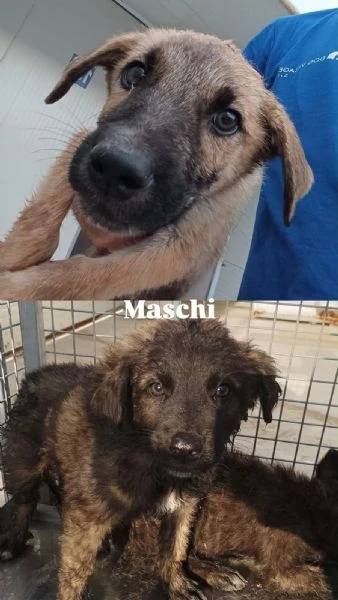 Cuccioli mollati come  spazzatura.  SOS RAGUSA | Foto 4