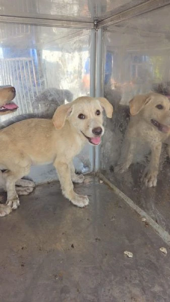 Cuccioli mollati come  spazzatura.  SOS RAGUSA | Foto 3