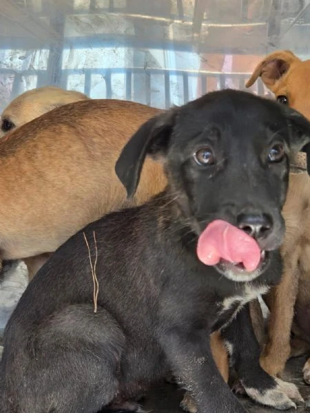 Cuccioli mollati come  spazzatura.  SOS RAGUSA | Foto 1