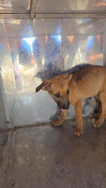 Cuccioli mollati come  spazzatura.  SOS RAGUSA | Foto 0