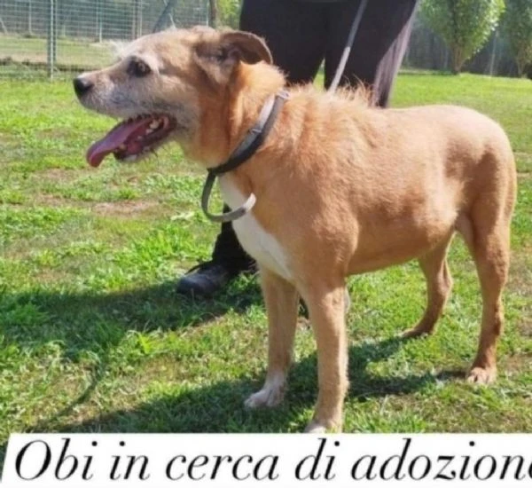 11anni tg contenuta padrone deceduto 2anni fa PAVIA  | Foto 1