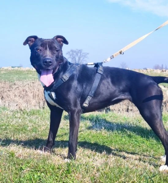Simil Pit BUONISSIMA 5/6ANNI VIVE H24 IN BOX SENZA USCIRE.MANTOVA