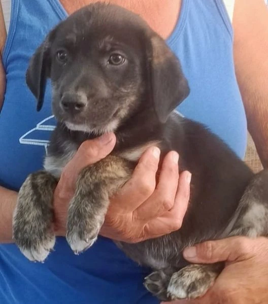 Tito 2mesi e 1/2 tg medio grande SOS CASA MANTOVA