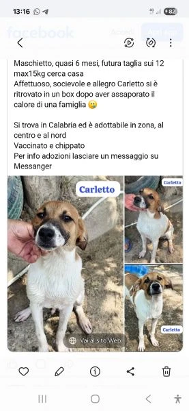 Carletto 6/7mesi tg contenuta dal divano al box.CALABRIA | Foto 0