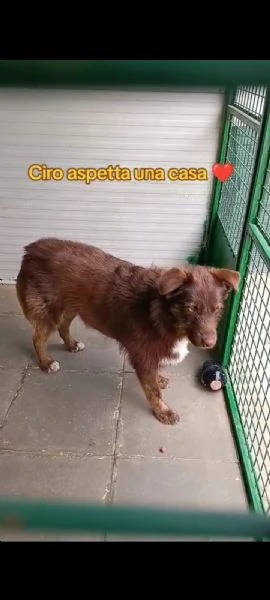 Ciro 3anni,fulvo,occhi ambra, possibile nessuno lo noti? MESSINA | Foto 4