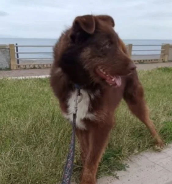 Ciro 3anni,fulvo,occhi ambra, possibile nessuno lo noti? MESSINA | Foto 3