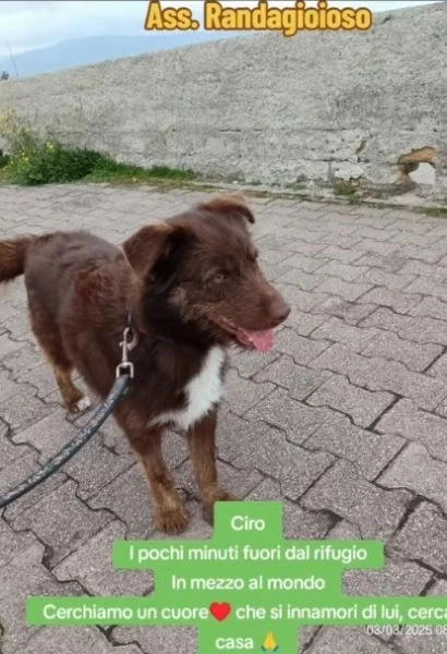 Ciro 3anni,fulvo,occhi ambra, possibile nessuno lo noti? MESSINA | Foto 2