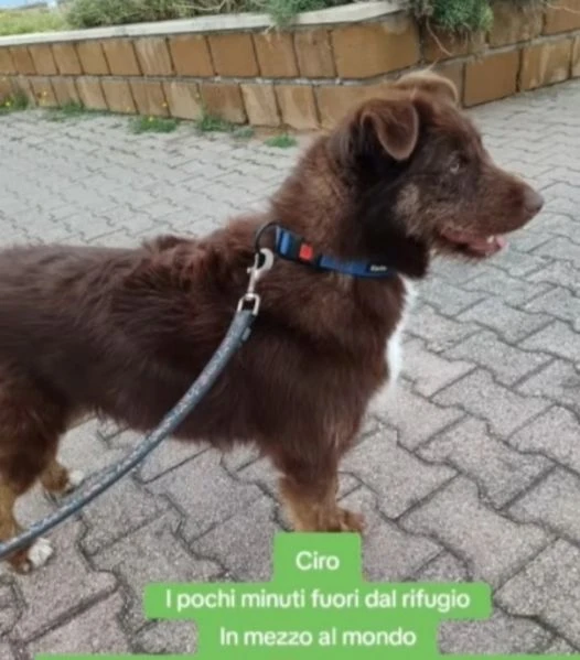 Ciro 3anni,fulvo,occhi ambra, possibile nessuno lo noti? MESSINA | Foto 0