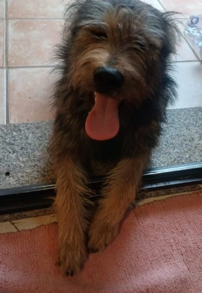 Oreste simil spinoncino 14/15mesi SOS CASA GIARDINO .OLBIA | Foto 4