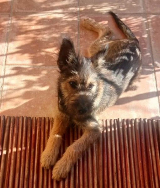 Oreste simil spinoncino 14/15mesi SOS CASA GIARDINO .OLBIA | Foto 3