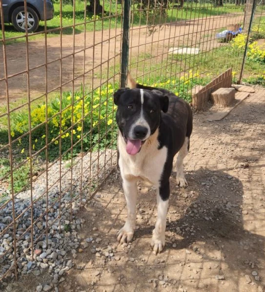 Oliver mix molossino 15mesi cresce in rifugio.COSENZA URGENTEEE | Foto 6