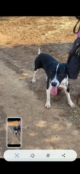 Oliver mix molossino 15mesi cresce in rifugio.COSENZA URGENTEEE | Foto 3