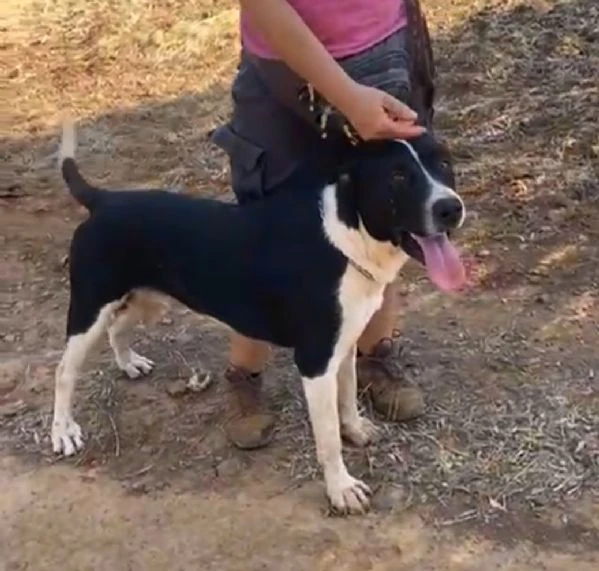 Oliver mix molossino 15mesi cresce in rifugio.COSENZA URGENTEEE