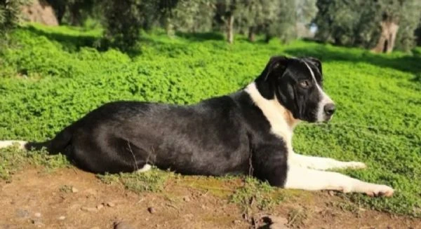 Oliver mix molossino 15mesi cresce in rifugio.COSENZA URGENTEEE | Foto 0