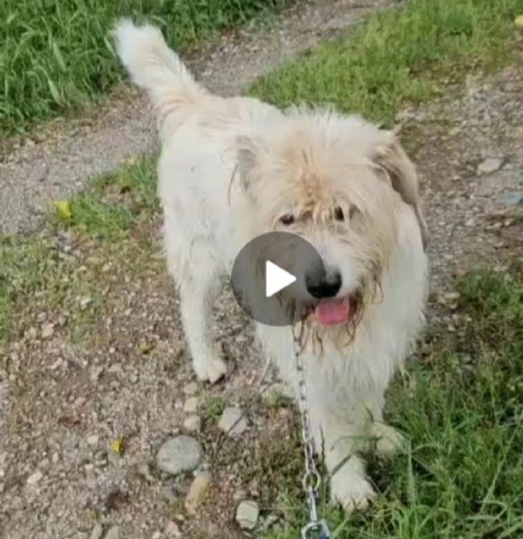 Simil Spinone 6anni salvato anni fa da maltrattamenti. NOVARA | Foto 5