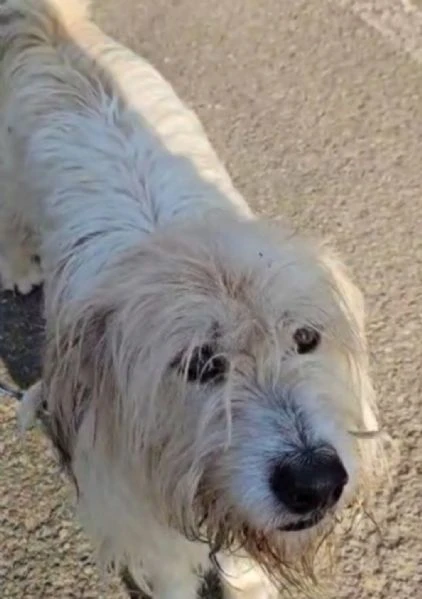 Simil Spinone 6anni salvato anni fa da maltrattamenti. NOVARA | Foto 4