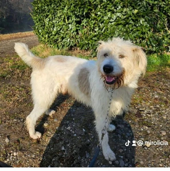 Simil Spinone 6anni salvato anni fa da maltrattamenti. NOVARA