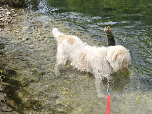Simil Spinone 6anni salvato anni fa da maltrattamenti. NOVARA | Foto 0