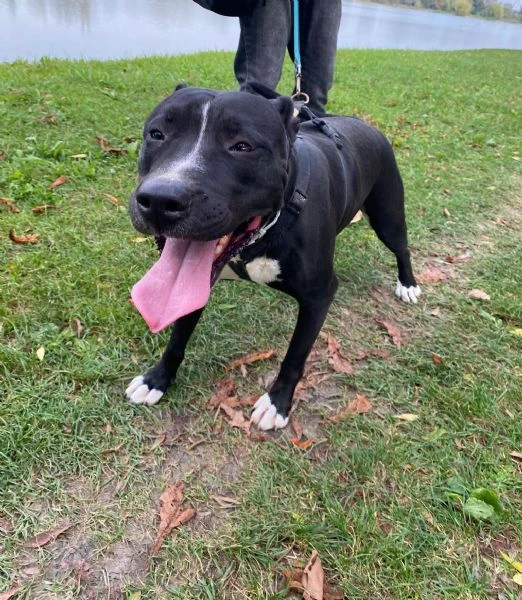 Atena simil Pit BUONISSIMA 5/6anni VIVE H24 IN BOX SOLA.MANTOVA | Foto 2