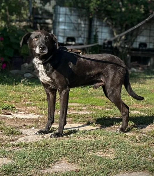 Mozart 7anni kg15 salvato da 1lager 1anno fa.PIACENZA | Foto 3