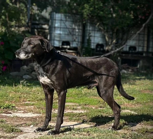 Mozart 7anni kg15 salvato da 1lager 1anno fa.PIACENZA | Foto 2