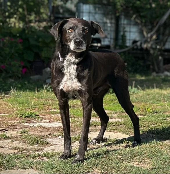 Mozart 7anni kg15 salvato da 1lager 1anno fa.PIACENZA | Foto 1