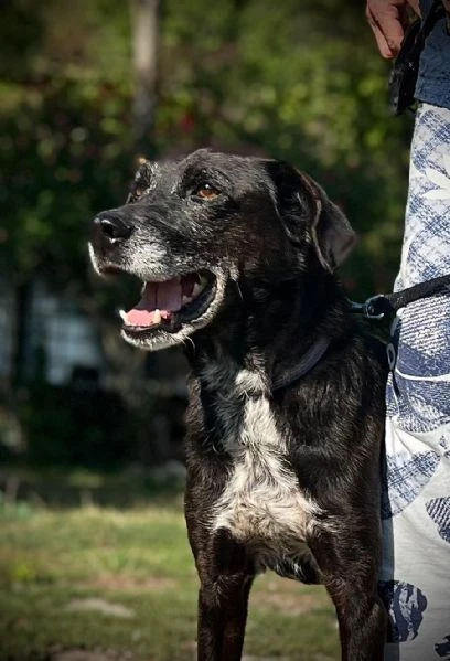 Mozart 7anni kg15 salvato da 1lager 1anno fa.PIACENZA