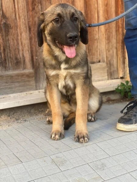 Brunetta ed Oliver sui 4mesi splendidi.MESSINA