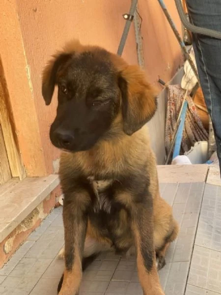 Brunetta ed Oliver sui 4mesi splendidi.MESSINA | Foto 1