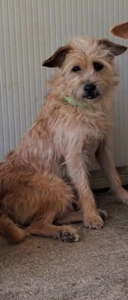 2mix yorkini 4 e 7anni,tg piccola, finiti in canile.CAGLIARI | Foto 3