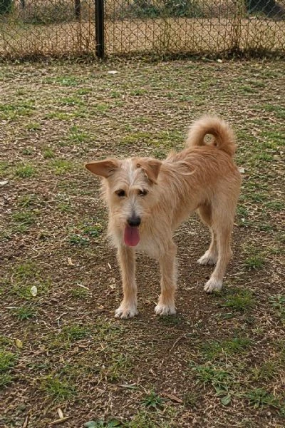 2mix yorkini 4 e 7anni,tg piccola, finiti in canile.CAGLIARI | Foto 2