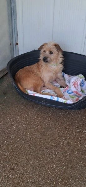 2mix yorkini 4 e 7anni,tg piccola, finiti in canile.CAGLIARI | Foto 0