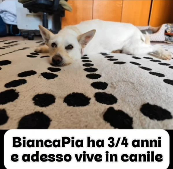 Biancapia 3anni kg9/10 SFIGATA POSSIBILE NESSUNA RICHIESTA?NAPOLI | Foto 4