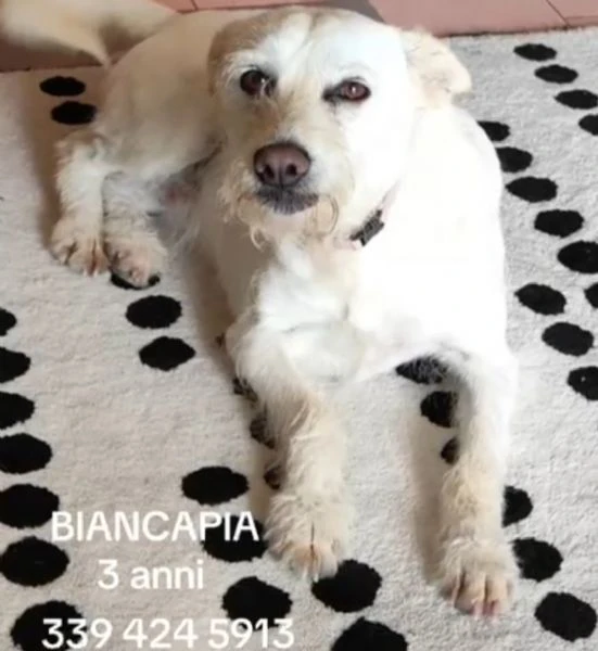 Biancapia 3anni kg9/10 SFIGATA POSSIBILE NESSUNA RICHIESTA?NAPOLI | Foto 2