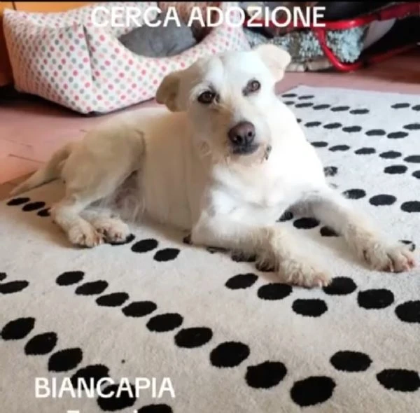 Biancapia 3anni kg9/10 SFIGATA POSSIBILE NESSUNA RICHIESTA?NAPOLI | Foto 1