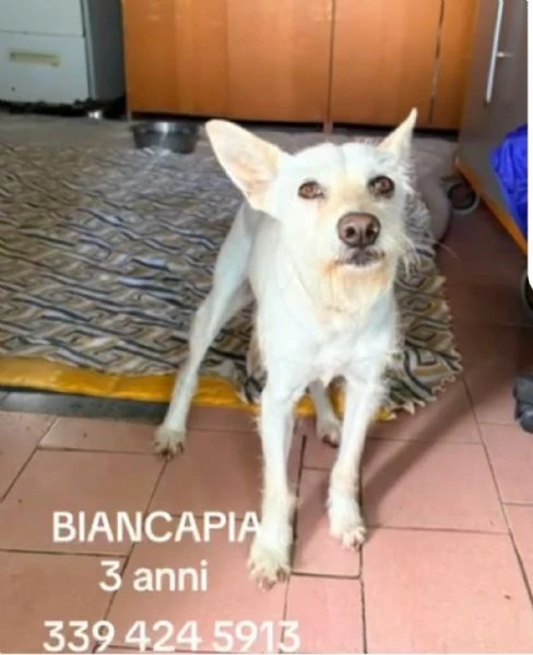 Biancapia 3anni kg9/10 SFIGATA POSSIBILE NESSUNA RICHIESTA?NAPOLI