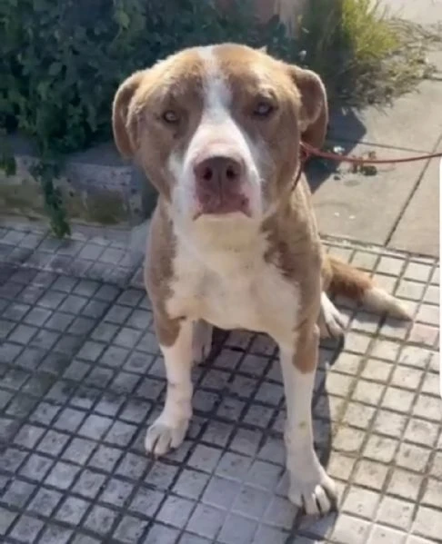Ciro simil Amstaff 15mesi trovato legato ad 1palo! SIRACUSA | Foto 3