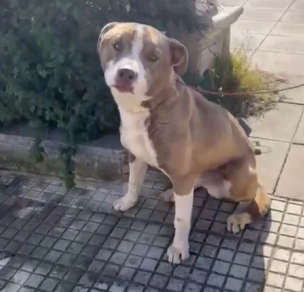 Ciro simil Amstaff 15mesi trovato legato ad 1palo! SIRACUSA | Foto 2