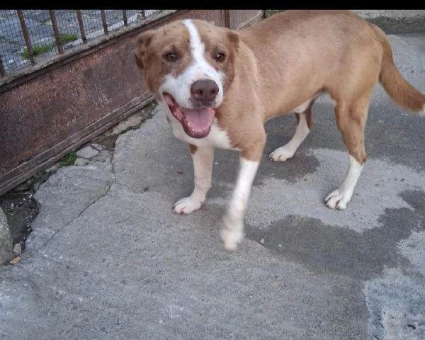Ciro simil Amstaff 15mesi trovato legato ad 1palo! SIRACUSA | Foto 0