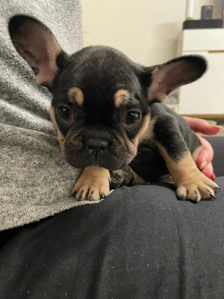 bouledogue francese cuccioli | Foto 4