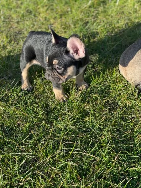 bouledogue francese cuccioli | Foto 3