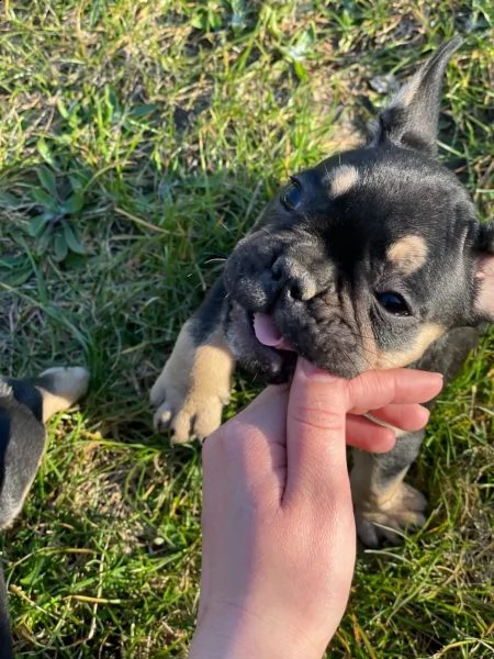 bouledogue francese cuccioli | Foto 2